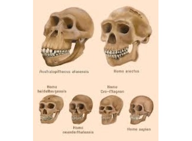 Article_image_human_evolution