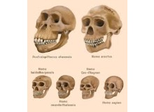 Article_thumb_human_evolution