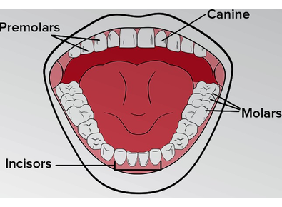 Article_image_teeth_type2