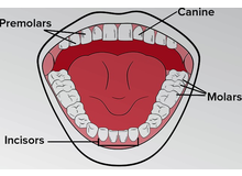 Article_thumb_teeth_type2